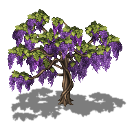mv wisteria.png