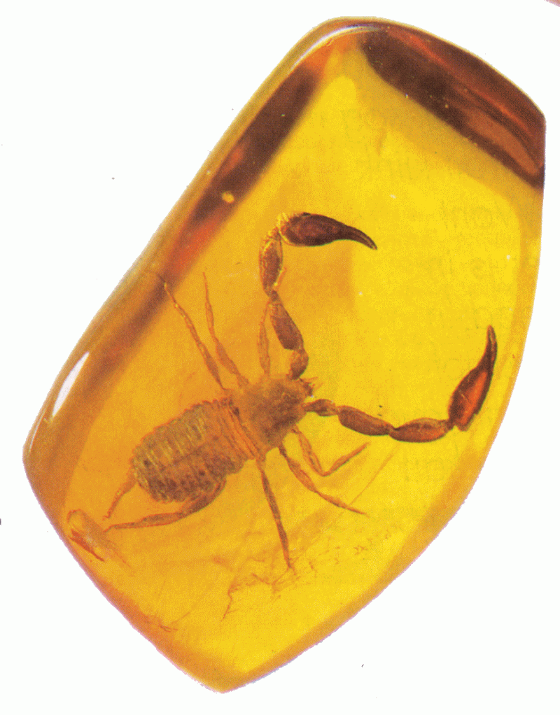 amber 3.gif