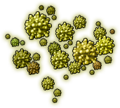 mushroom_14.png