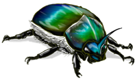 Beetle.png