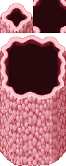 Fleshwallautotile_AveryXPMZ.png