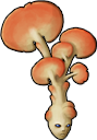 mushroom_16.png