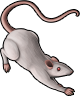 rat_13a.png