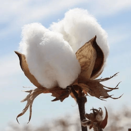 cotton-plant-500x500.png