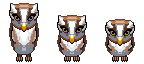 Owls Blinking GIF.gif